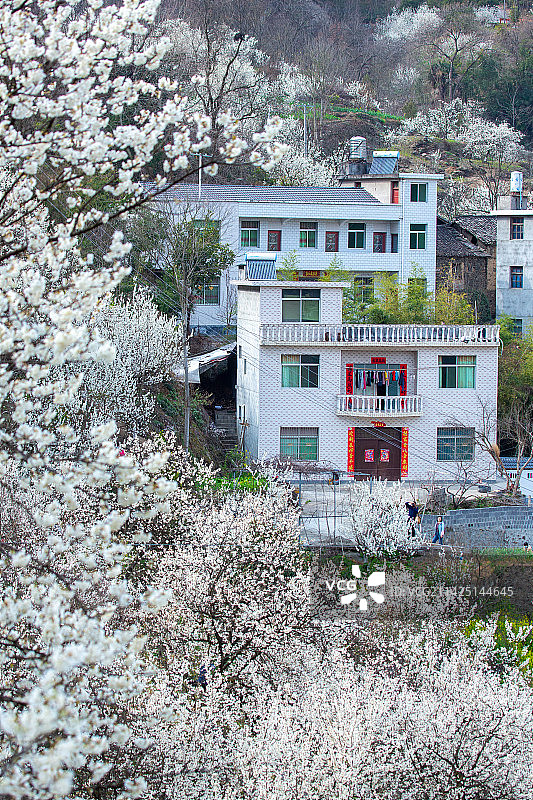 陕西旬阳市段家河镇樱桃湾农家春色满圆图片素材