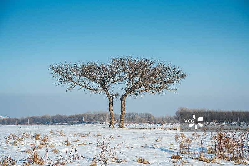 冬天雪地上的两颗树，夫妻树，情侣树图片素材
