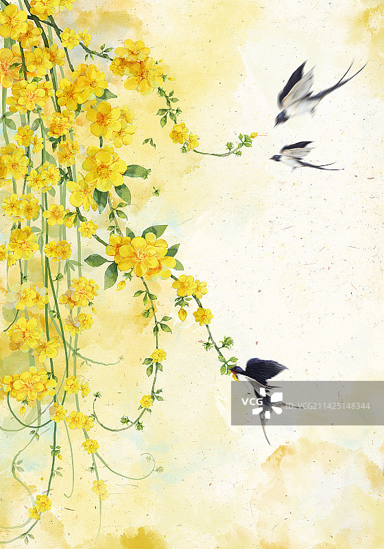 春分插画 迎春花 燕子 春天背景图片素材