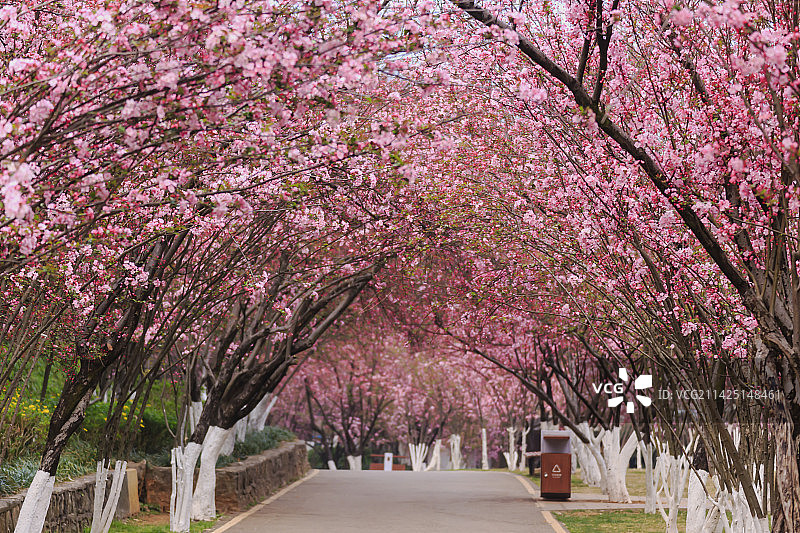 昆明圆通山  海棠花开图片素材