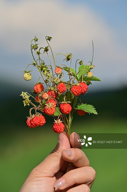 野草莓图片素材