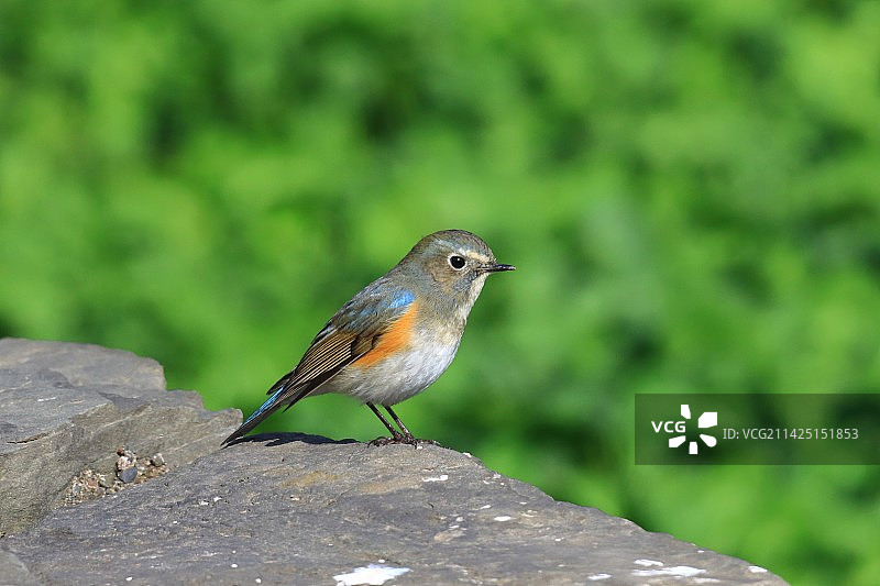 红肋蓝尾鸲图片素材