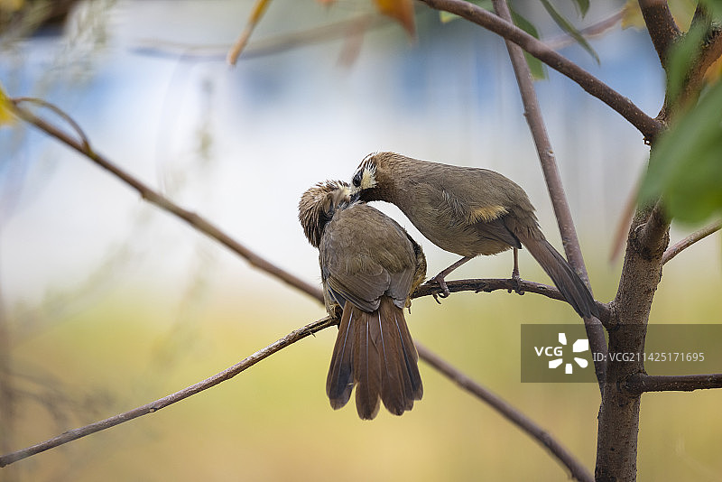 2只白颊噪鹛在树枝上相互梳理羽毛图片素材
