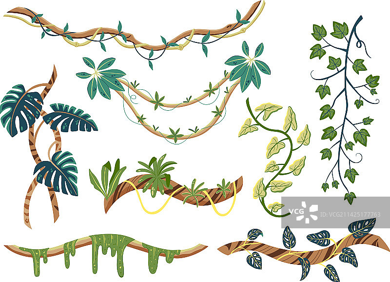 热带藤蔓合集图片素材