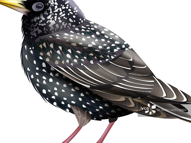 欧椋鸟鸟类构成图片素材