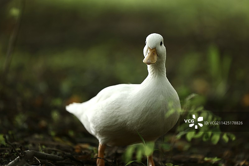 柯尔鸭图片素材