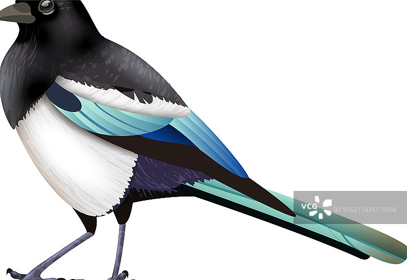 欧亚喜鹊鸟类构成图片素材