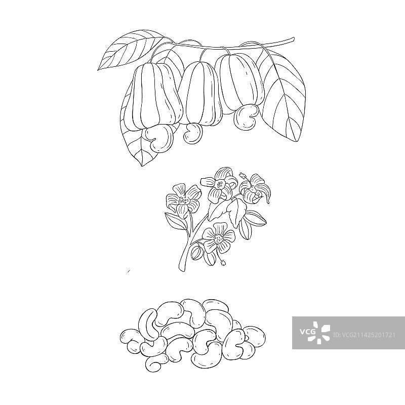 线条腰果水果花卉元素图片素材