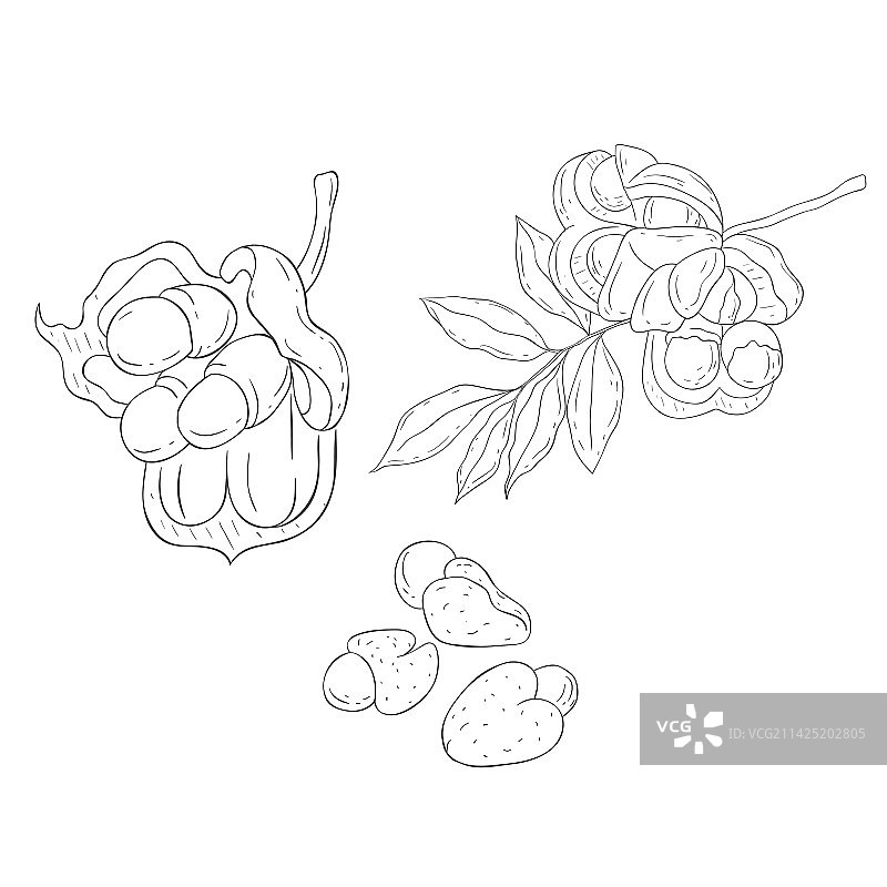 西非荔枝果线条画图片素材