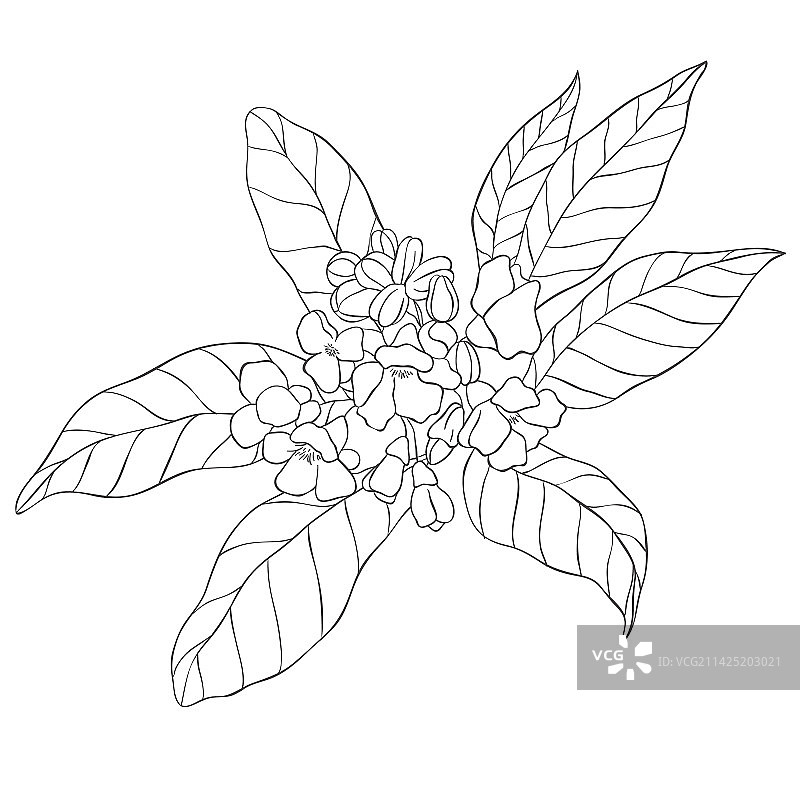 线条艺术枇杷花枝图片素材