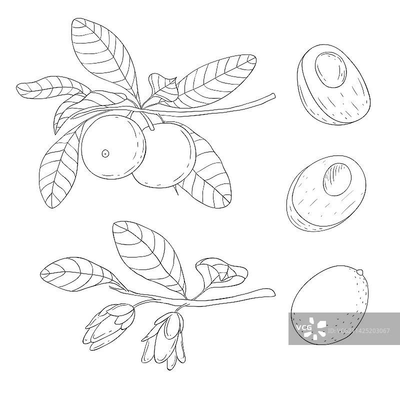 线条艺术的秘鲁人心果树枝和花朵元素图片素材