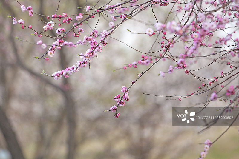 春天花园盛开的桃花图片素材