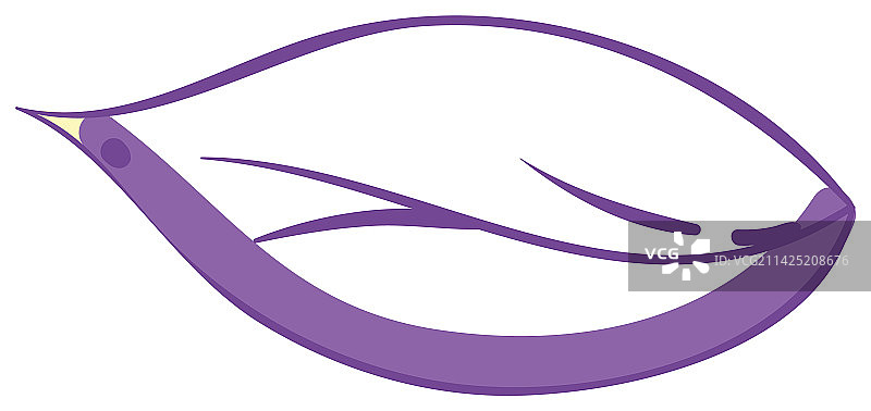 紫色薄荷叶图片素材