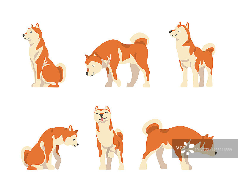 日本猎犬柴犬图片素材