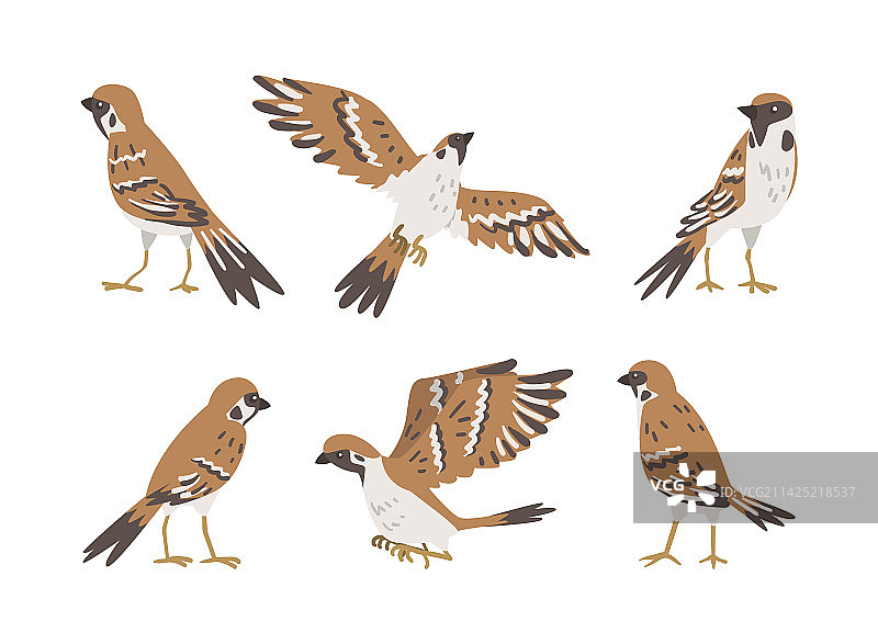 棕灰色小麻雀图片素材