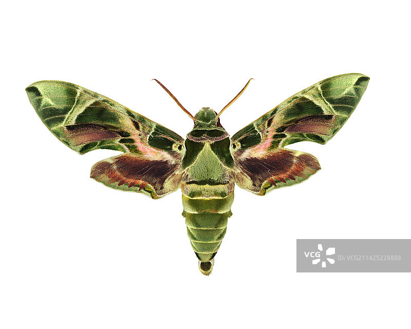 夹竹桃大蚕蛾图片素材