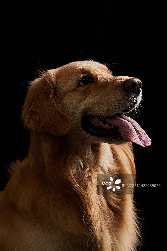 黑色背景下狗的特写镜头图片素材