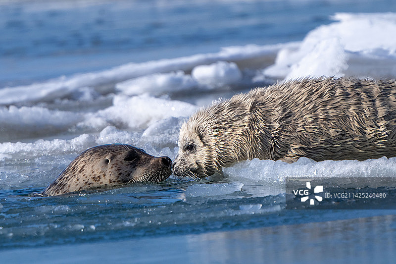 海豹妈妈亲吻小海豹图片素材
