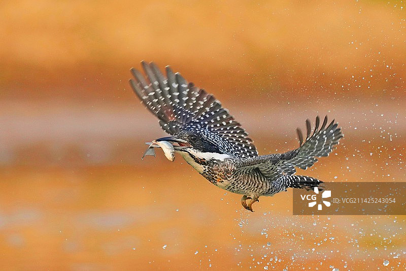 DSC02840冠鱼狗图片素材