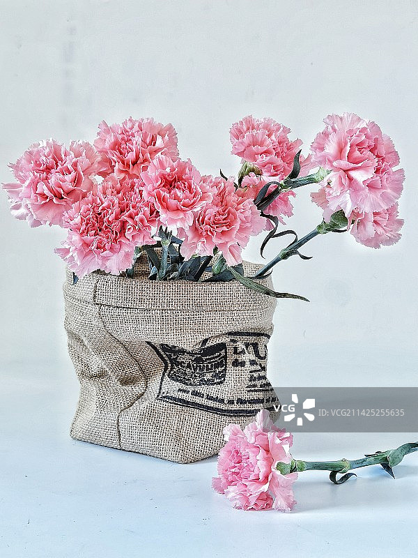 康乃馨图片素材