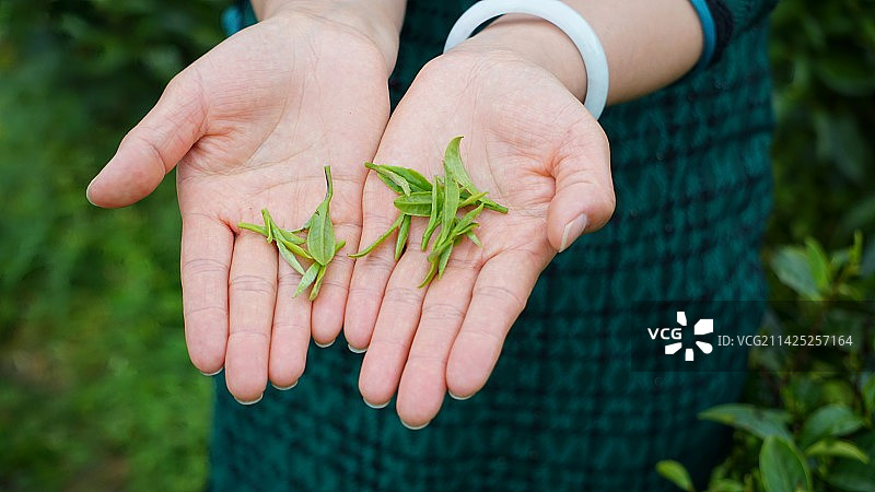 茶园采摘春茶图片素材