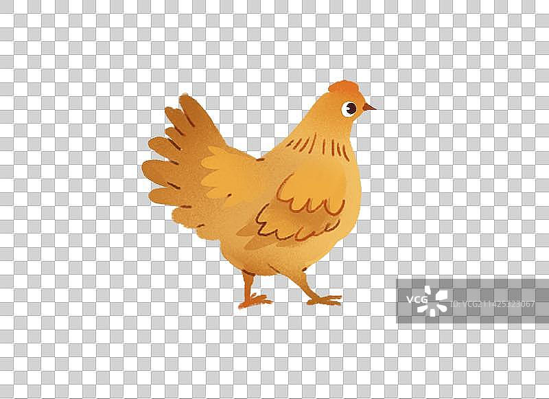 一只老母鸡插画图片素材