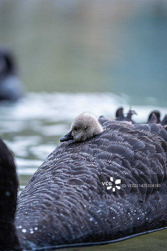 宁波鄞州公园黑天鹅图片素材