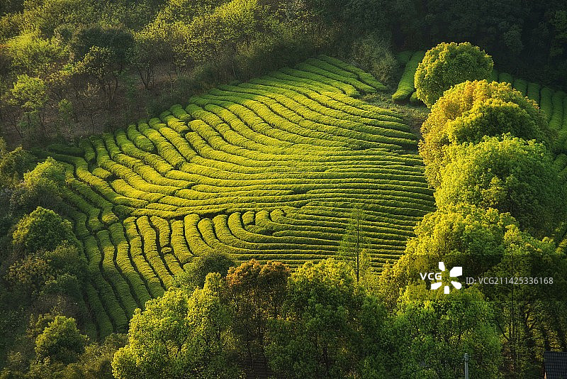 安吉园图片素材