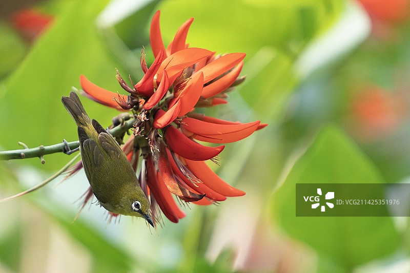 绣眼鸟与刺桐花图片素材