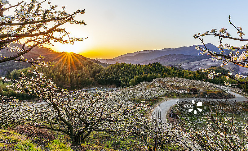 春天，漫山遍野桃李盛开图片素材