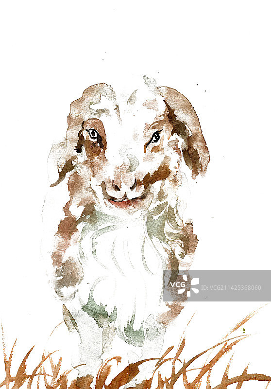 可爱的小羊图片素材