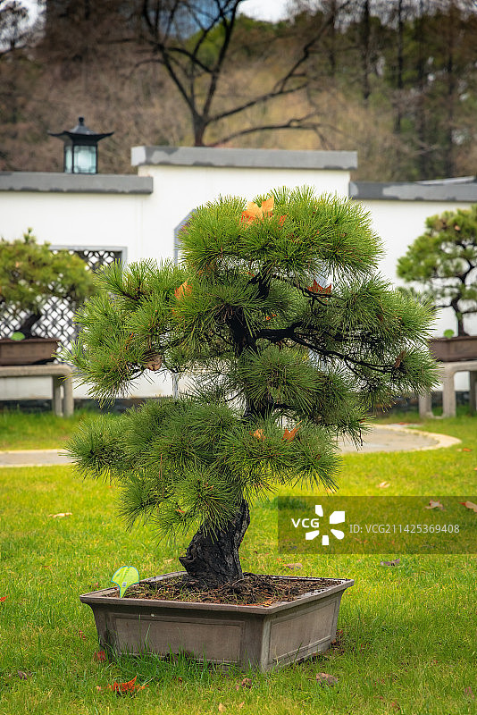 武汉解放公园盆景盆栽图片素材