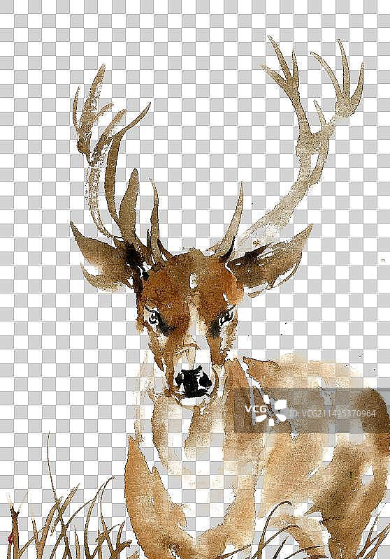 可爱的小鹿图片素材