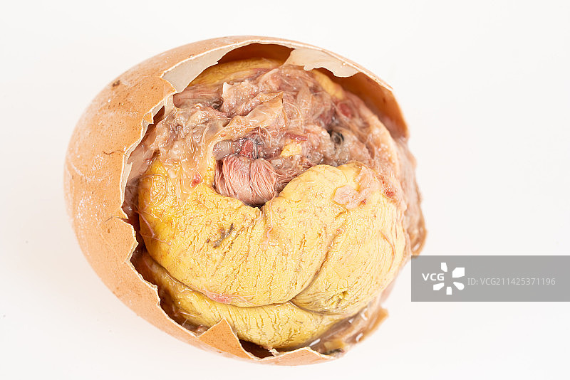 毛鸡蛋图片素材