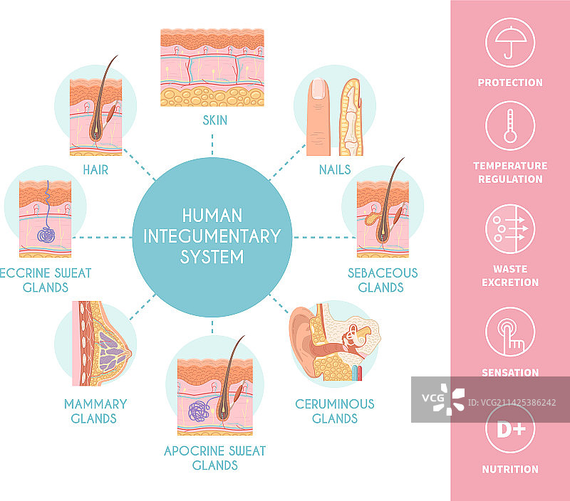 人类皮肤系统示意图图片素材
