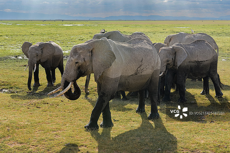 肯尼亚安博塞利国家公园非洲象图片素材