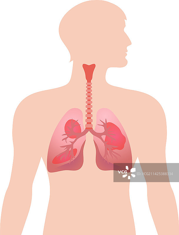 哮喘影响的肺部组成图片素材