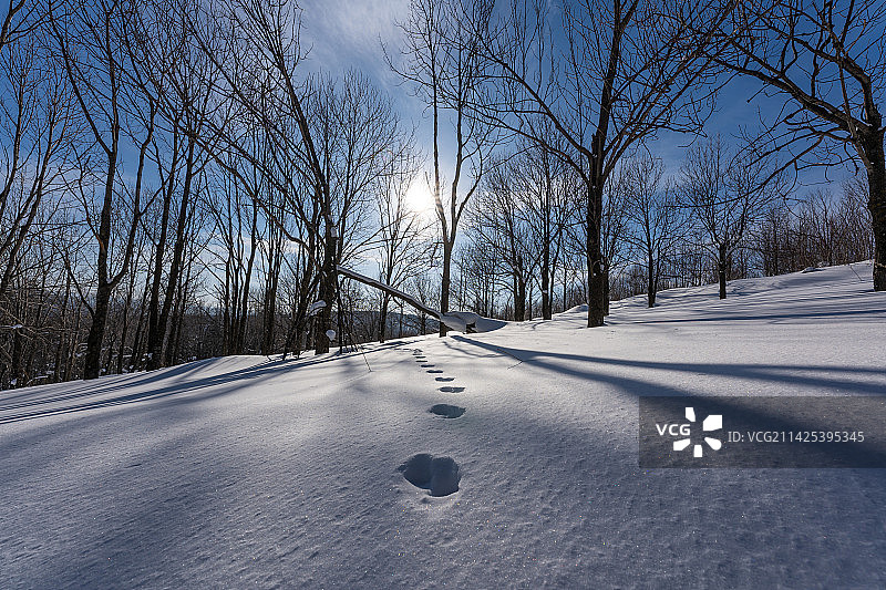 中国东北雪乡冬天森林图片素材