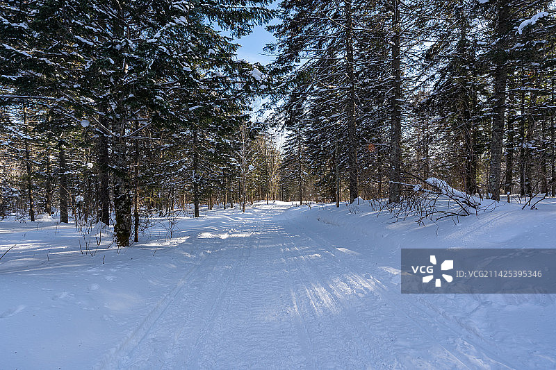 中国东北雪乡冬天森林图片素材