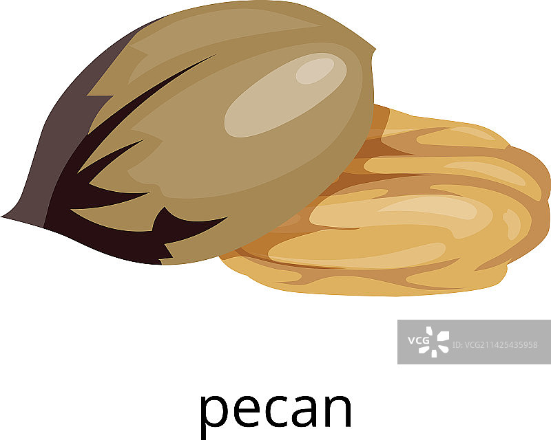 山核桃颜色图标生食纯素零食图片素材