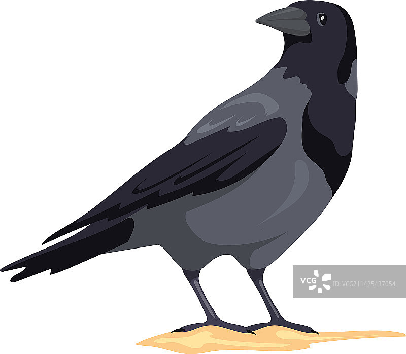 站在黑色羽毛上的乌鸦图片素材
