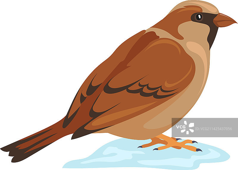 雪地麻雀图片素材