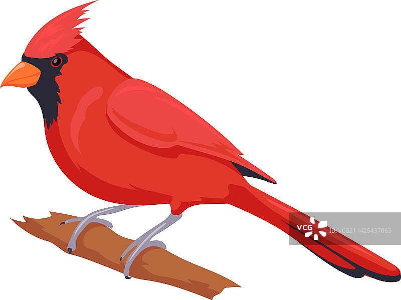 树枝上的红衣主教鸟：野生自然风光图片素材