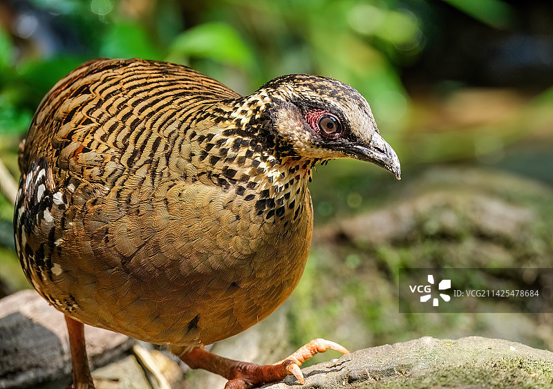 肖像（褐胸山鹧鸪）图片素材