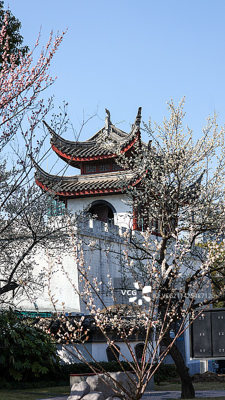 梅园公园的梅花图片素材