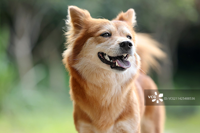 开心的中华田园犬图片素材