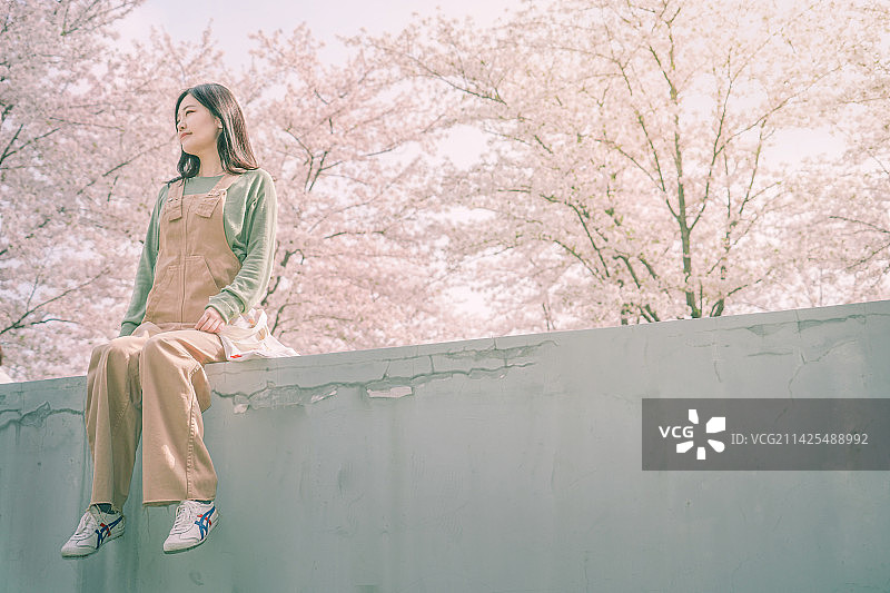 坐在樱花树下的少女图片素材