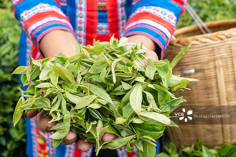 湖南省常宁市塔山瑶族自治乡茶园采茶图片素材