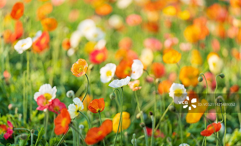 盛开的虞美人花朵图片素材