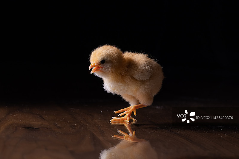 一只黄色的小鸡崽图片素材